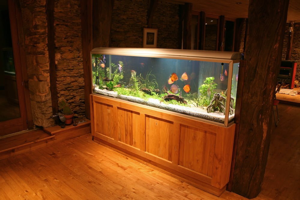 fish tank during the night