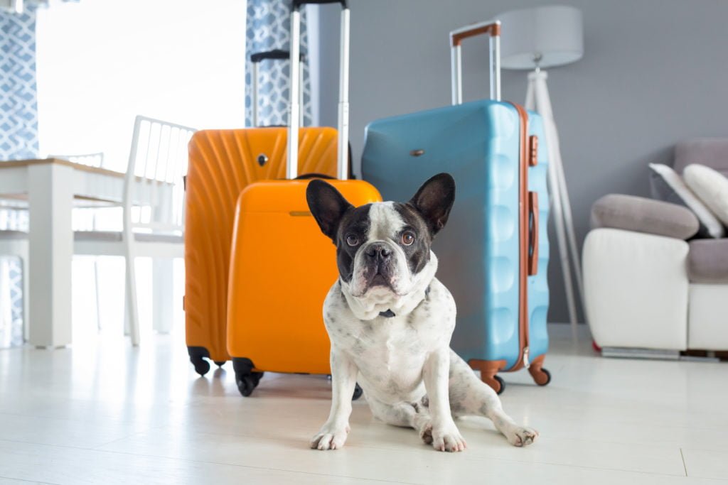 A French bulldog dog sitting in front of three rolling suitcases
