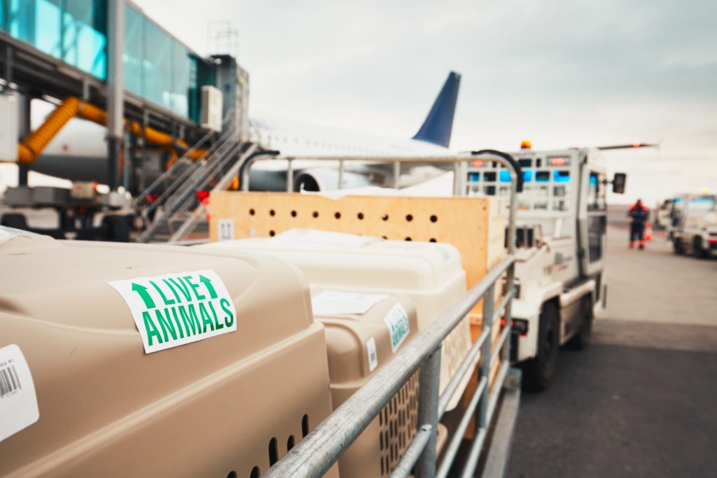 Crated animals being loaded on an airplane at an airport