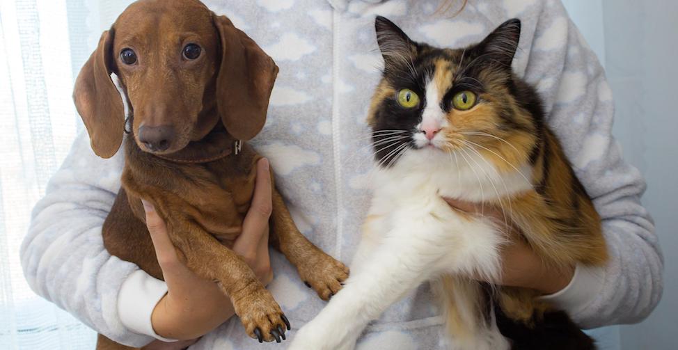 cat and dachsund being held