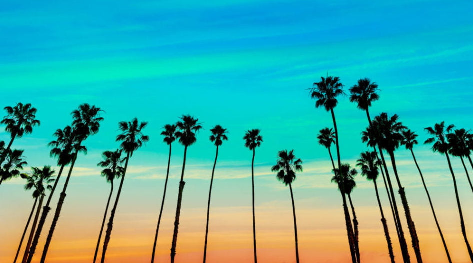 Palm trees pictured with a sunset in the background